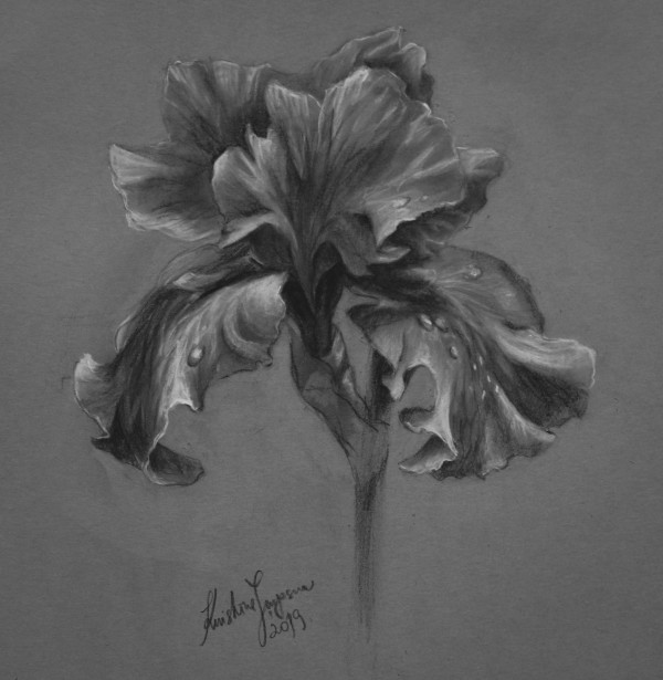 Iris by Kristine Skipsna