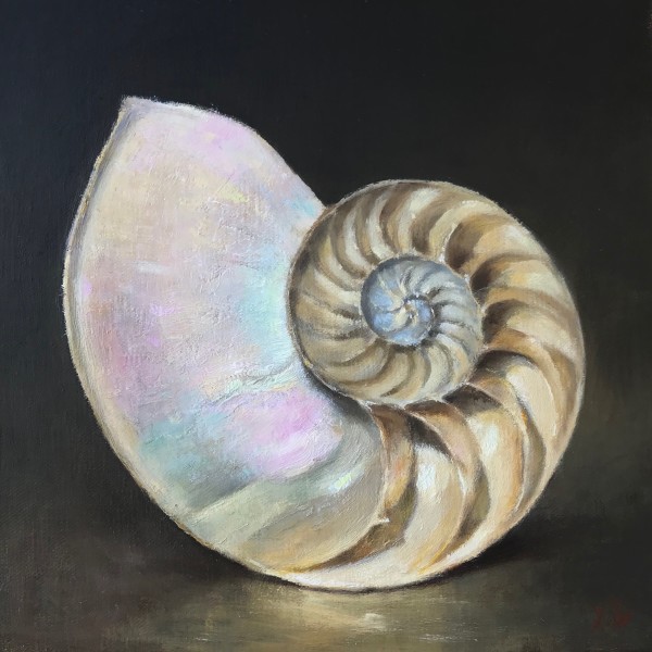 Nautilus Study by Lamya Deeb