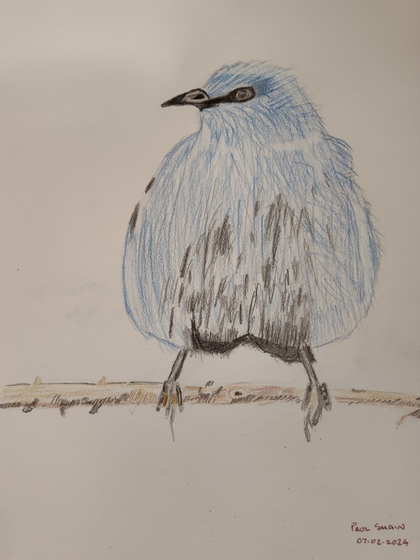 Bright Blue by Paul Shain