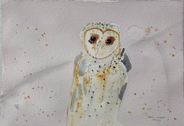 Barn Owl (Tyto alba) by Paul Shain
