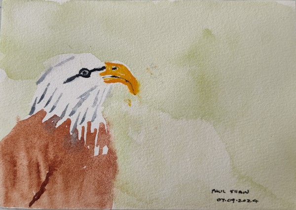 Bald Eagle by Paul Shain
