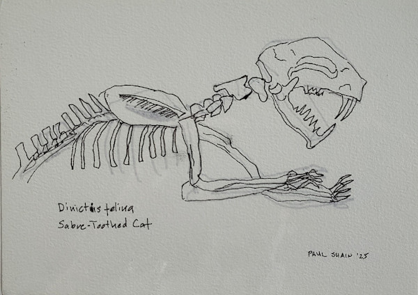 Saber-Toothed Cat by Paul Shain