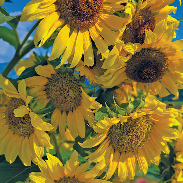 Sunflower / sončnica by Žiga Korent