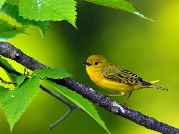 Yellow Warbler by Don Polunci