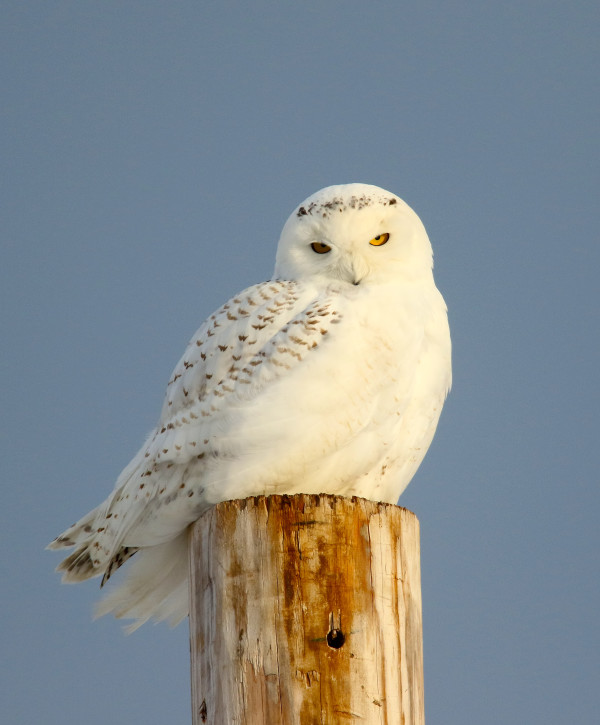 Snowy Owl by Don Polunci