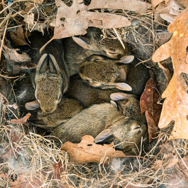 Bunny Nest by Susan Meyer