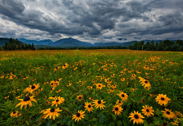 Adirondack Loj Road Wildflower Fields with Mt. Marcy, Colden and MacIntyre Range by Johnathan Esper