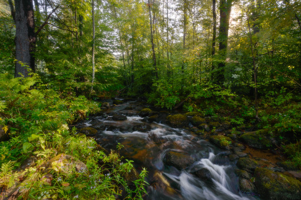 Fall Stream by Morning Light by James Rodewald
