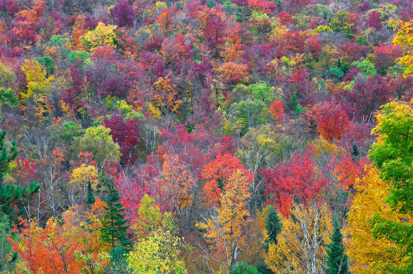 Foliage on Blue Mountain by Gary Larsen
