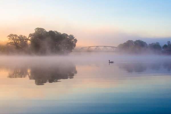 Misty Goose Sunrise by Susan Meyer