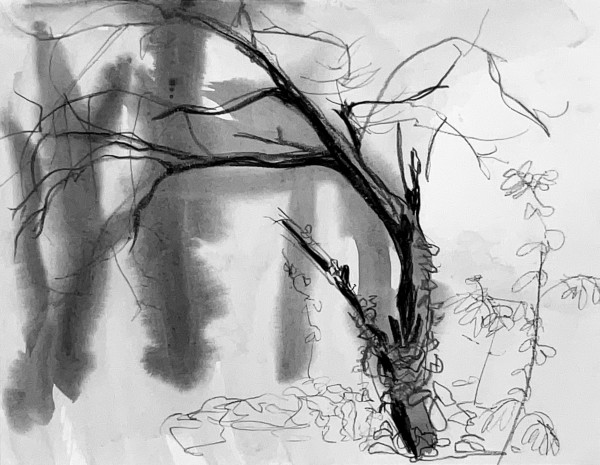Tree and lake by Melissa McDonough-Borden
