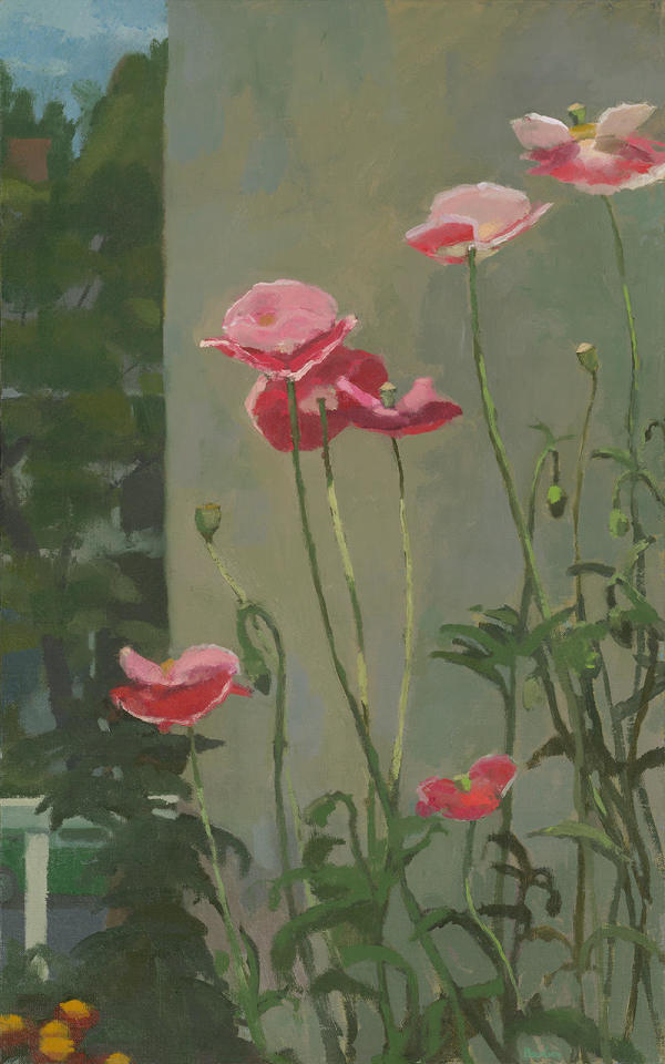 Pink Lady Poppies by Lucy Barber
