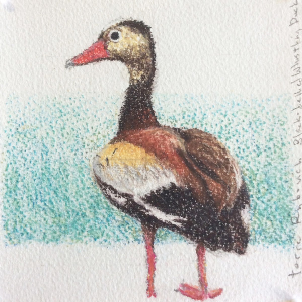 Red-bellied Whistling Duck by Terre Rybovich