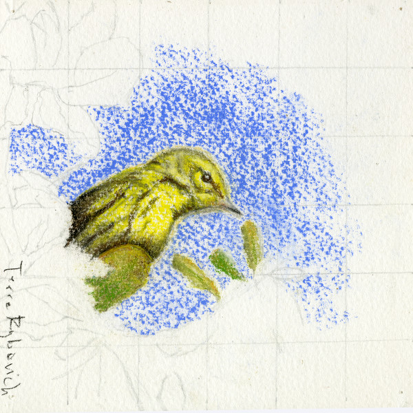 Young Prairie Warbler 2 by Terre Rybovich