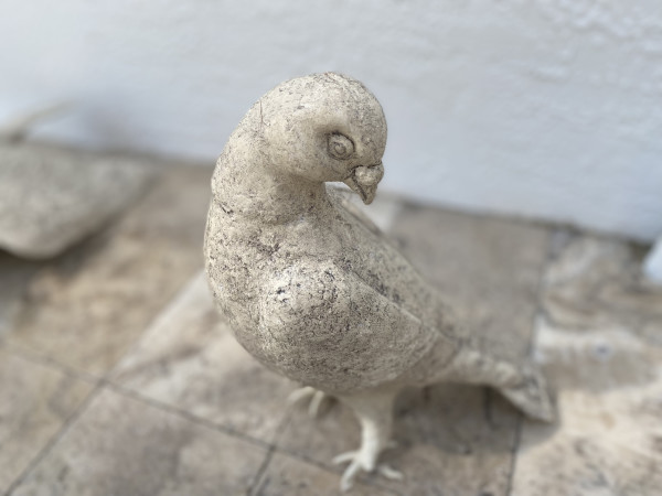 Pigeon #6 by Jeanne Jaffe