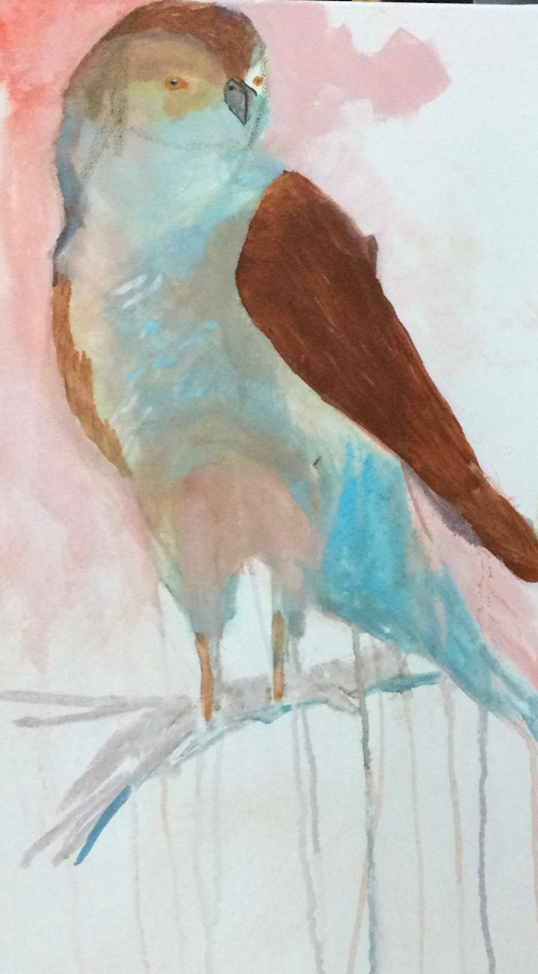 Cooper Hawk by Jude Robinson