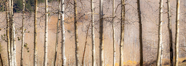 Aspen picket, Utah by Joe Doherty