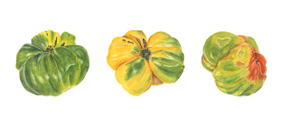 Maturing Tomato by Sally Jacobs