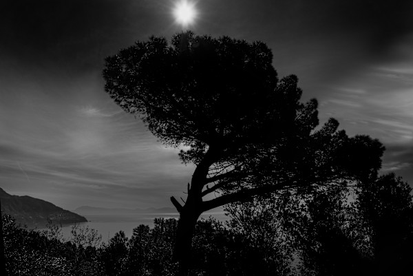 Calm by Nicole Simon