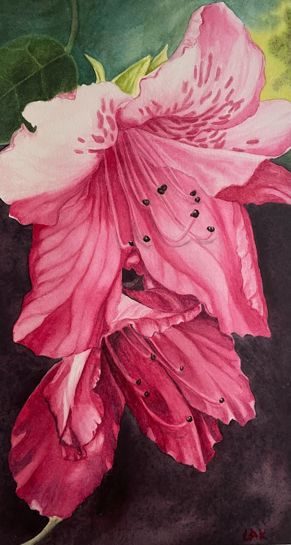 Rhodo in Shadow by Laura Alatorre Kvalheim