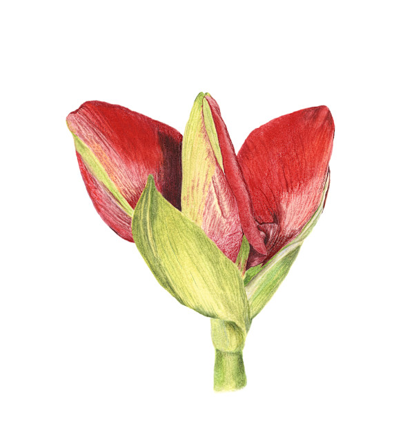Amarylis Buds by Sally Jacobs