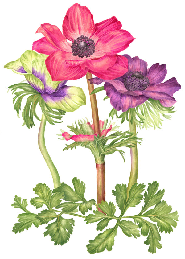 Anemones by Sally Jacobs