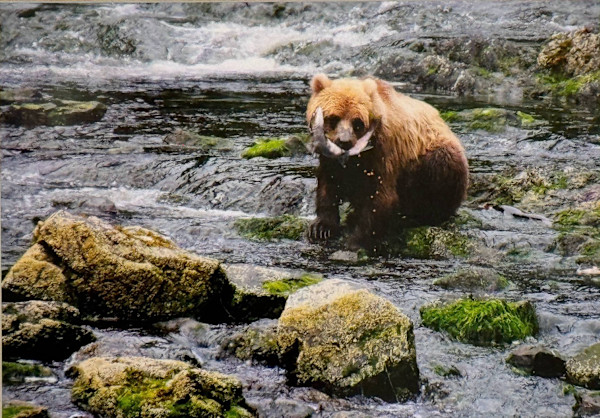Grizzly Bear at Lunch by Lee Cooper