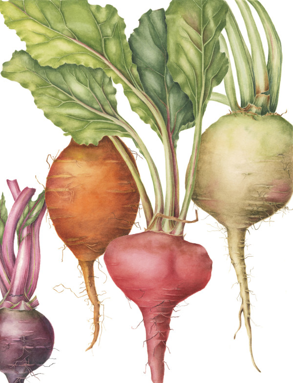 Beets by Sally Jacobs