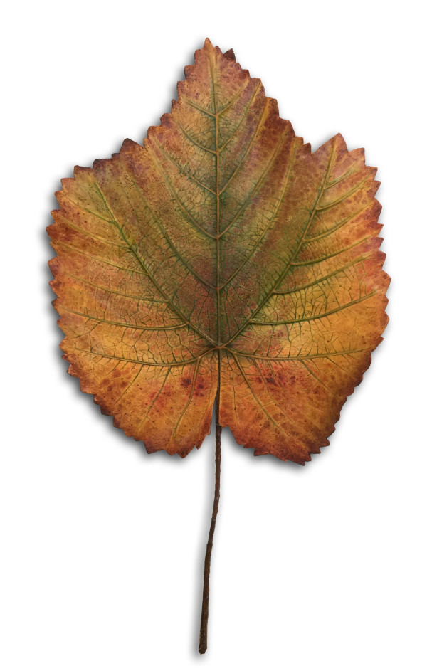 Birch leaf by Gary Polonsky