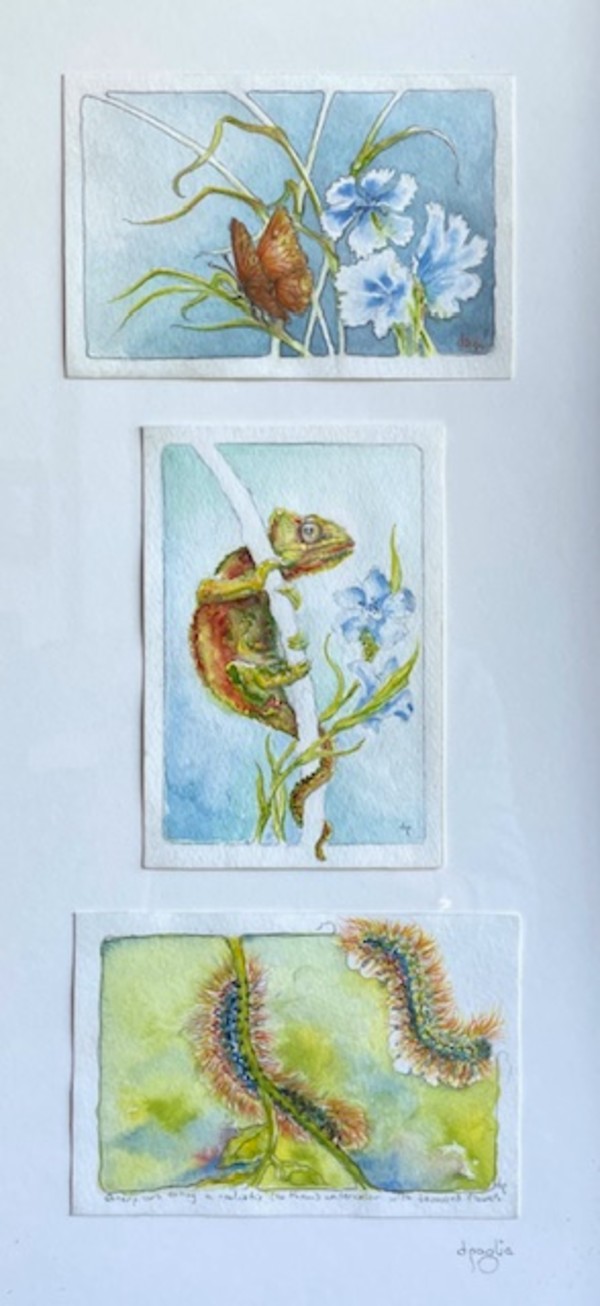 Cape Province Flora & Fauna by Don Paglia