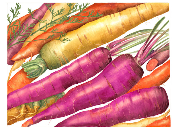 Colorful Carrots by Sally Jacobs