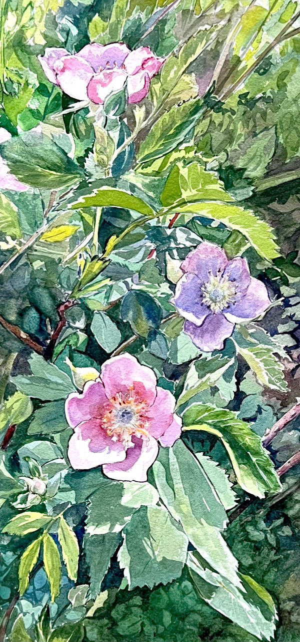 Catherine Church, “Wild Rose.” by Mel Smothers, Image 1.