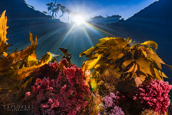 Rainbows in the Kelp by Steven Lopez