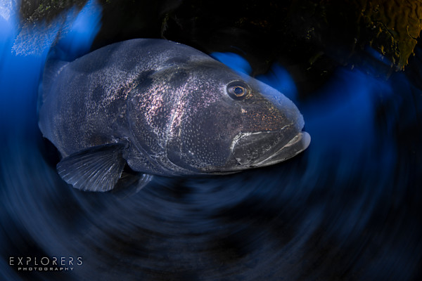 King of the Kelp by Steven Lopez