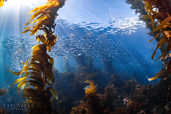 Life in the Kelp by Steven Lopez