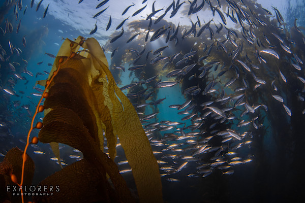 Bait ball in the kelp by Steven Lopez