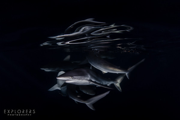 Shark Portal by Steven Lopez