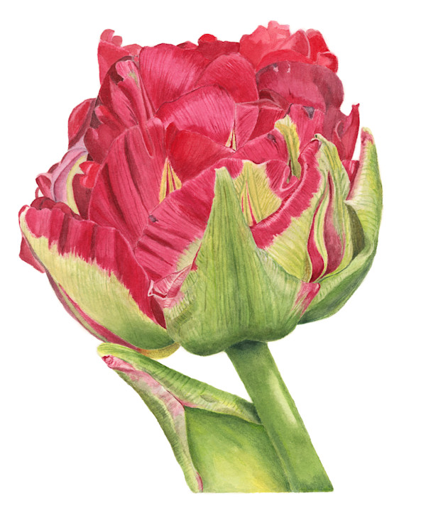Multi-Petal Tulip by Sally Jacobs