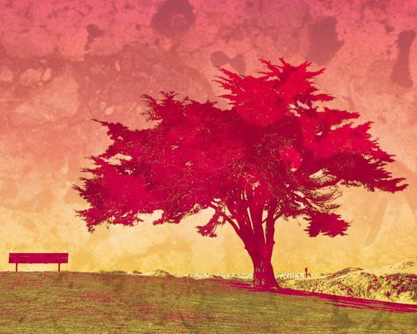 Fiery Solitude by Diane Lamboley