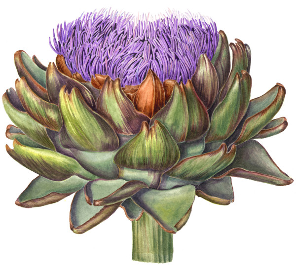 Flowering Artichoke by Sally Jacobs