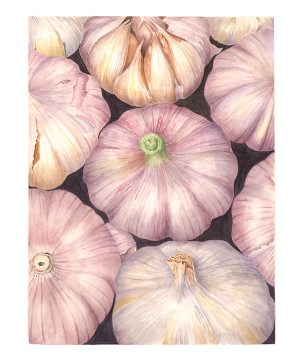 Garlics by Sally Jacobs