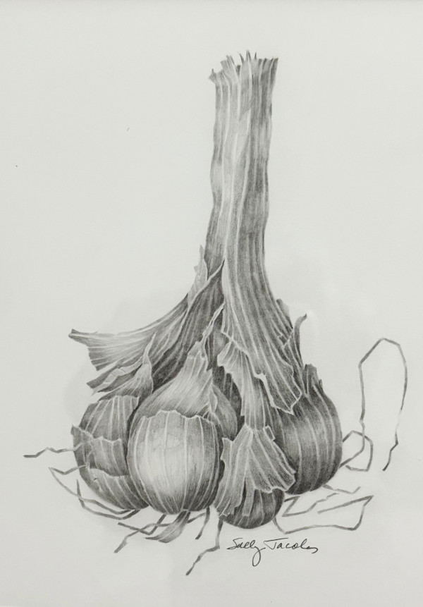 Garlic by Sally Jacobs