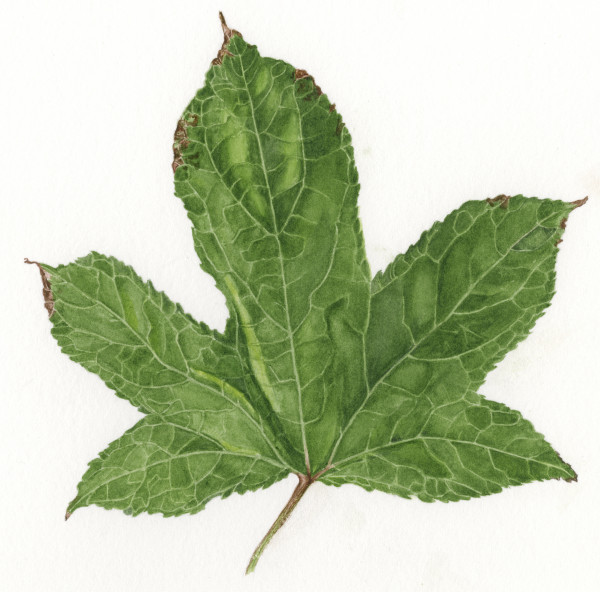Sweetgum Leaf by Sally Jacobs