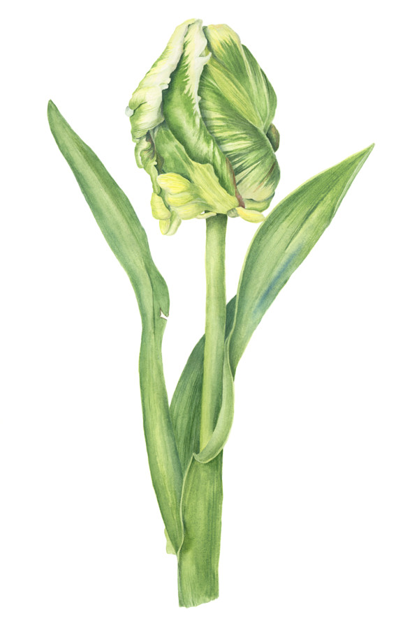 Green Tulip by Sally Jacobs