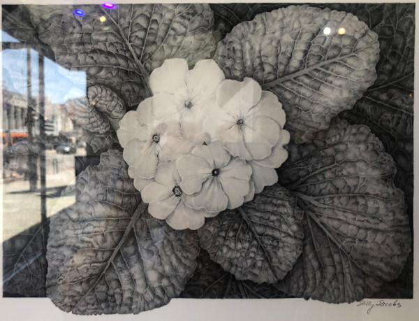 Primrose by Sally Jacobs