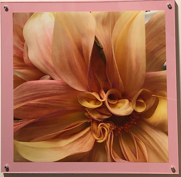 Dahlia by Rhonda Burton