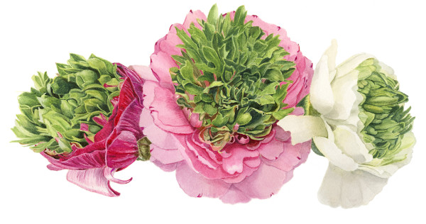 Ranunculus by Sally Jacobs
