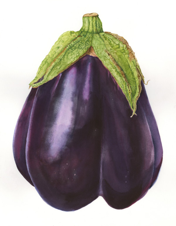 Eggplant by Sally Jacobs