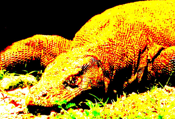 Komodo Dragon by Michael Becker