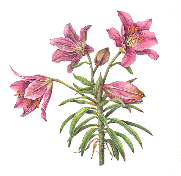 Lilies by Sally Jacobs